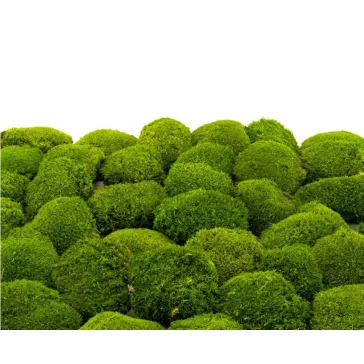 Preserved Forest Moss - Ball moss Light green