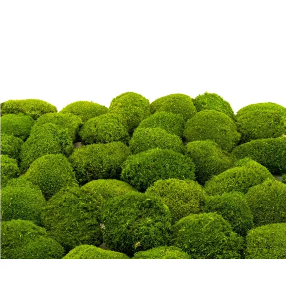 Preserved Forest Moss - Ball moss Light green