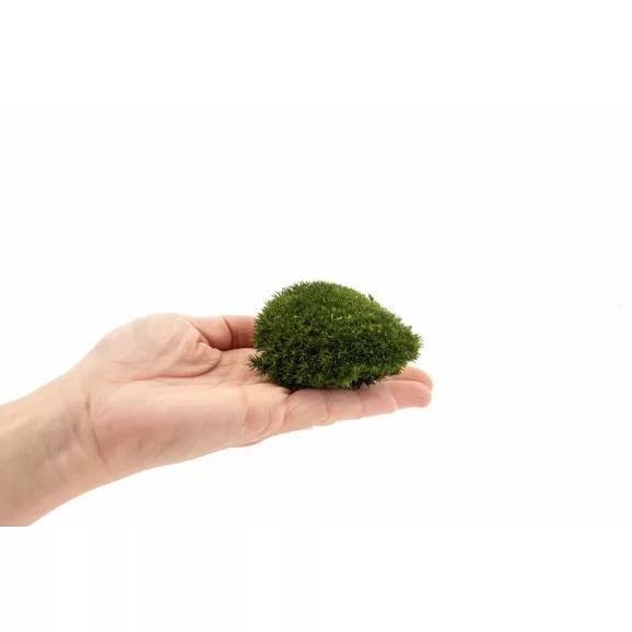 Preserved Forest Moss - Ball moss Nature green Preserved Forest Moss - Ball moss Nature green