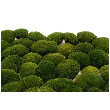 Preserved Forest Moss - Ball moss Nature green