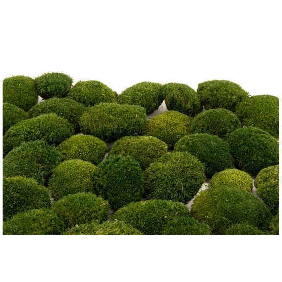 Preserved Forest Moss - Ball moss Nature green