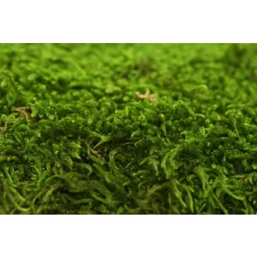 PRESERVED Forest MOSS - BOX 600 KG - GREEN