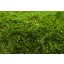 PRESERVED Forest MOSS - BOX 600 KG - GREEN