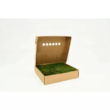 PRESERVED Forest MOSS - BOX 600 KG - GREEN
