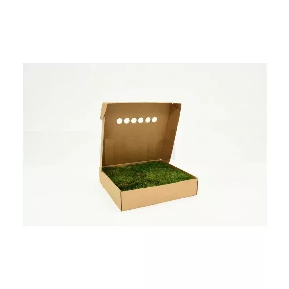 PRESERVED Forest MOSS - BOX 600 KG - GREEN