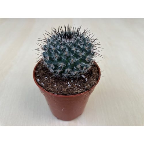 Mammillaria