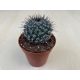 Mammillaria