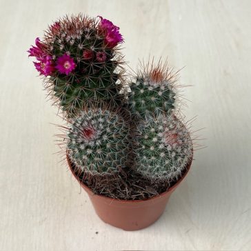 Mammillaria bombycina