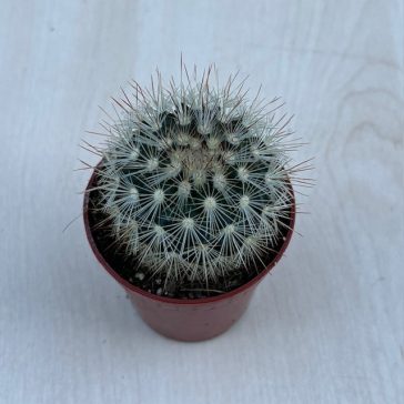 Mammillaria geminispina