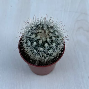 Mammillaria geminispina