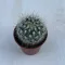 Mammillaria geminispina