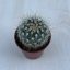 Mammillaria geminispina