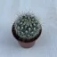 Mammillaria geminispina