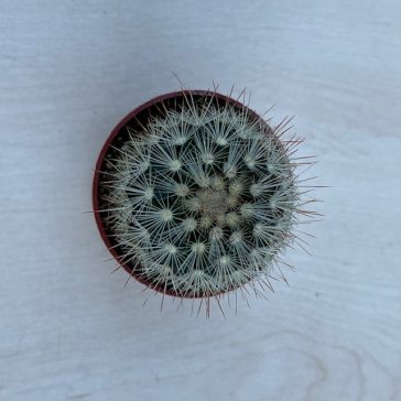Mammillaria geminispina