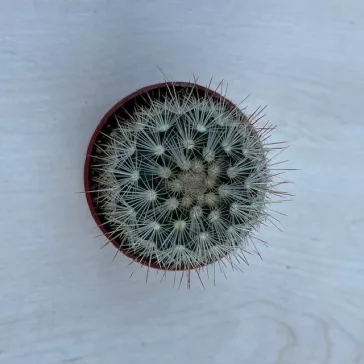 Mammillaria geminispina