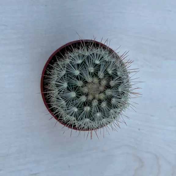 Mammillaria geminispina