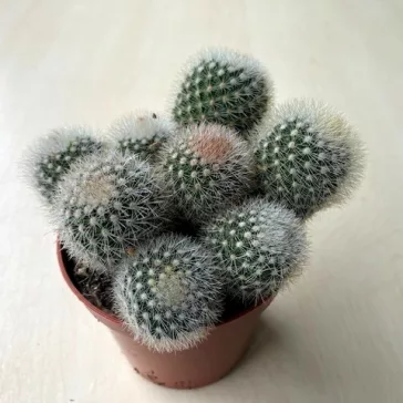 Mammillaria geminispina