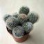 Mammillaria geminispina