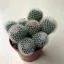 Mammillaria geminispina