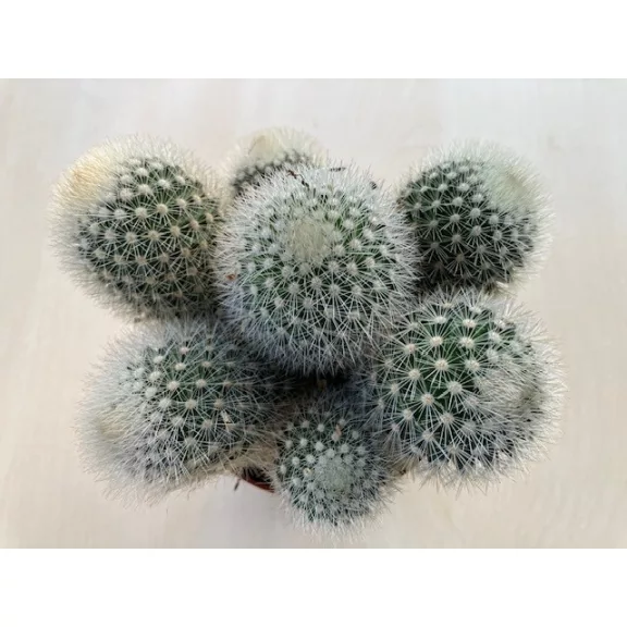 Mammillaria geminispina