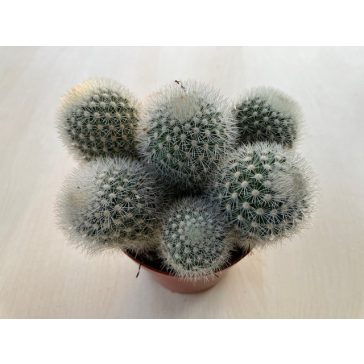 Mammillaria geminispina