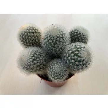 Mammillaria geminispina