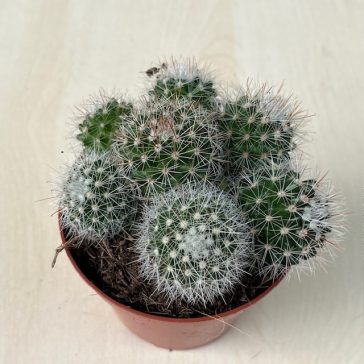 Mammillaria oteroi