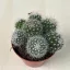 Mammillaria oteroi