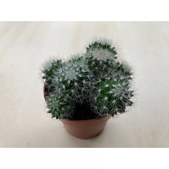 Mammillaria oteroi