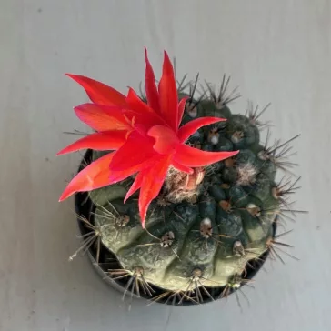 Matucana madisoniorum