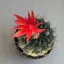 Matucana madisoniorum