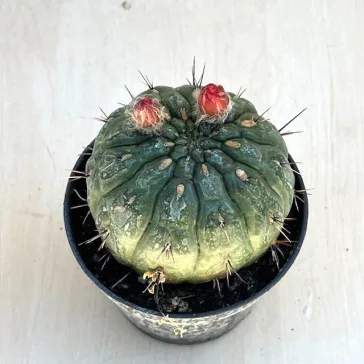 Matucana madisoniorum