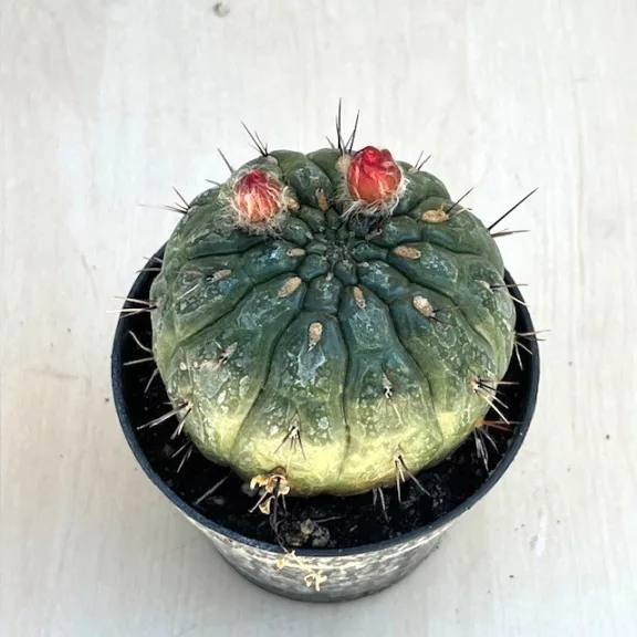 Matucana madisoniorum