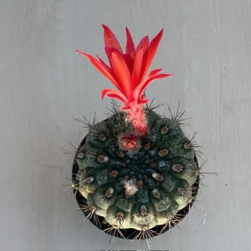 Matucana madisoniorum