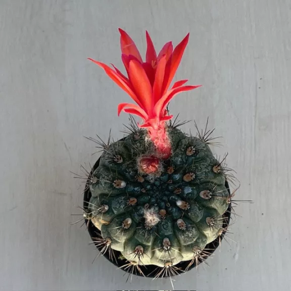 Matucana madisoniorum