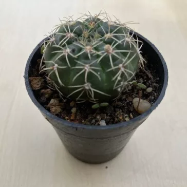 Mediolobivia pygmaea var. colorea