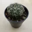 Mediolobivia pygmaea var. colorea