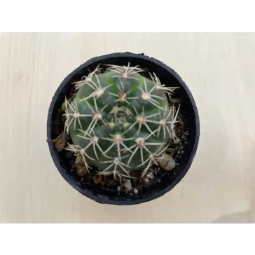 Mediolobivia pygmaea var. colorea