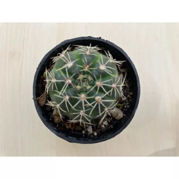 Mediolobivia pygmaea var. colorea