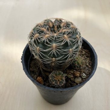 Mediolobivia