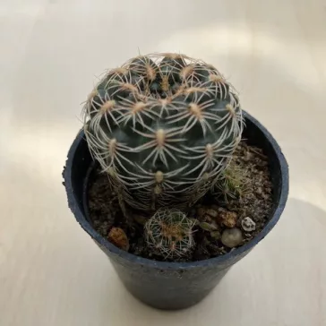 Mediolobivia