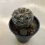 Mediolobivia
