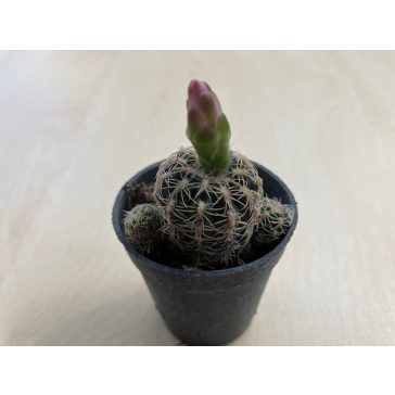 Mediolobivia