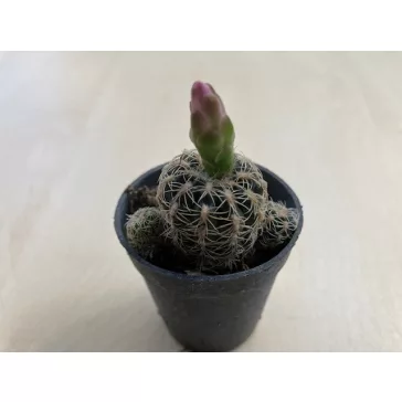 Mediolobivia