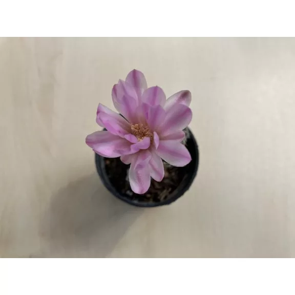 Mediolobivia