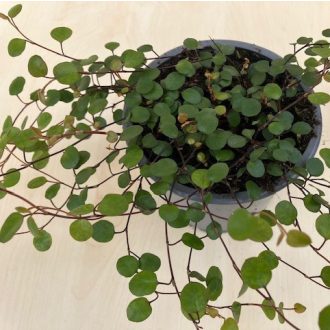 Muehlenbeckia complexa 'Maori'