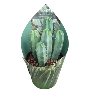 Myrtillocactus geometrizans - Blue Candle Cactus