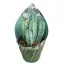 Myrtillocactus geometrizans - Blue Candle Cactus