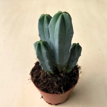 Myrtillocactus geometrizans - Blue Candle Cactus