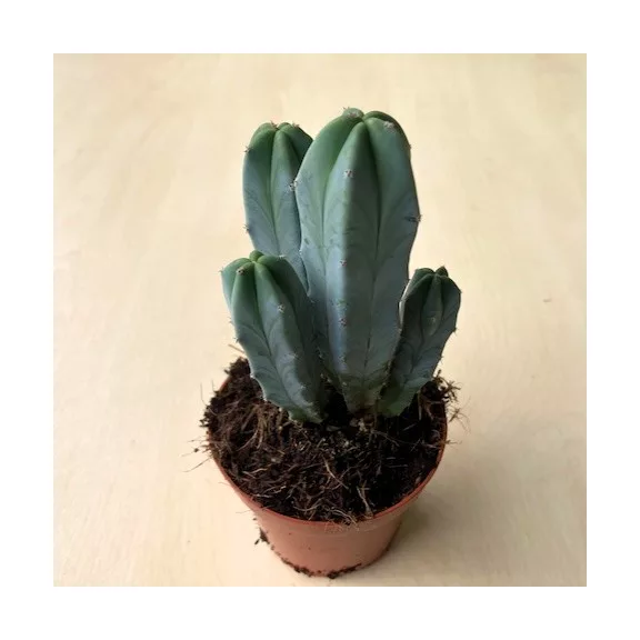 Myrtillocactus geometrizans - Blue Candle Cactus